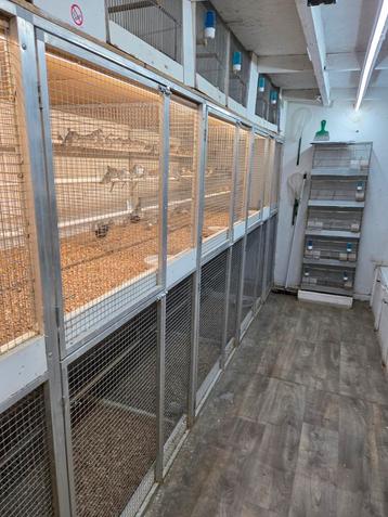 Gezocht vele soorten vogels  beschikbaar voor biedingen