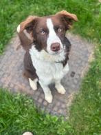 Border collie pup, Dieren en Toebehoren, Honden | Herdershonden en Veedrijvers, België, Particulier, 15 weken tot 1 jaar, CDV (hondenziekte)