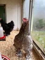 Brahma hennen groot, Dieren en Toebehoren, Pluimvee, Vrouwelijk, Kip
