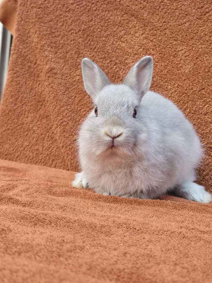 Gecastreerd kleurdwergje 11 weken klein grijs zilver dwerg, Dieren en Toebehoren, Konijnen, Dwerg, Mannelijk, 0 tot 2 jaar