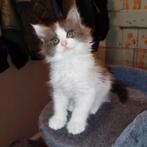 Maine coon kittens, Meerdere dieren, Gechipt