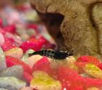 "Midnight" blue garnalen neocaridina garnaal blauw zwart, Kreeft, Krab of Garnaal