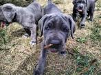Cane Corso pups, België, Parvo, Particulier, Overige rassen