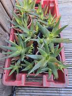 Aloe Vera Plant - ongeveer 100 planten.  10 euro., Ophalen of Verzenden