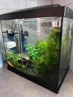 Compleet aquarium met toebehoren, Dieren en Toebehoren, Ophalen of Verzenden, Zo goed als nieuw, Leeg aquarium