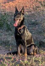 Hond, Dieren en Toebehoren, Honden | Niet-rashonden, Particulier, Rabiës (hondsdolheid), 1 tot 2 jaar, Buitenland