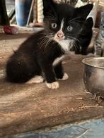 Kittens, Meerdere dieren, 0 tot 2 jaar