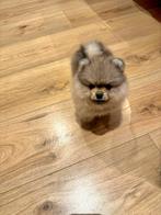 Pomeriaan puppy, Augustus, Mannelijk