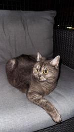 Moshi & Mira, Dieren en Toebehoren, Katten en Kittens | Raskatten | Korthaar, Meerdere dieren, Ontwormd, 0 tot 2 jaar
