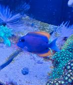 Tomini Borsteltand Doktersvis, Dieren en Toebehoren, Vis, Zoutwatervis