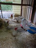 Toom legkippen, Dieren en Toebehoren, Pluimvee, Meerdere dieren, Kip