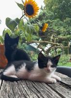 SPOED 2 lieve katers kittens, Kater, Kortharig, 0 tot 2 jaar