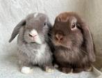 Schattig koppeltje mooie lieve handtamme Minilop konijntjes, Meerdere dieren, Klein, Hangoor, 0 tot 2 jaar