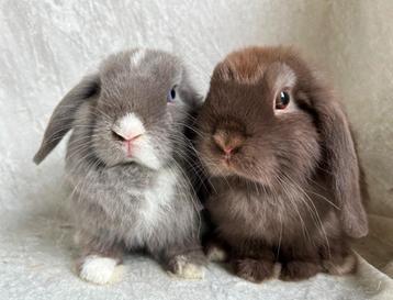 Schattig koppeltje mooie lieve handtamme Minilop konijntjes beschikbaar voor biedingen