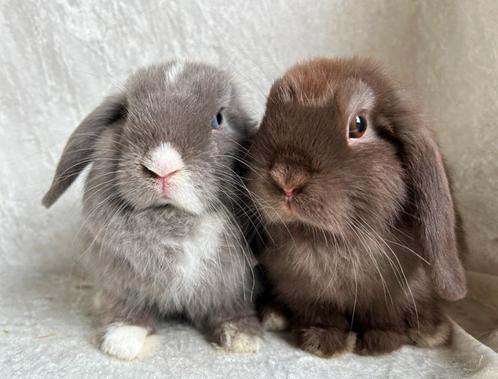 Schattig koppeltje mooie lieve handtamme Minilop konijntjes, Dieren en Toebehoren, Konijnen, Klein, Meerdere dieren, 0 tot 2 jaar
