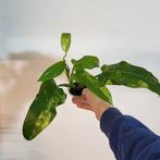 Philodendron domesticum variegata, Huis en Inrichting, Kamerplanten, Ophalen of Verzenden, Halfschaduw, Minder dan 100 cm