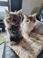 Maine coon kittens, Dieren en Toebehoren, Katten en Kittens | Raskatten | Langhaar, Poes, Ontwormd