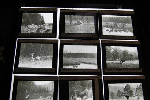 27 oude  glasdia's met herten, reeen, Verzamelen, Foto's en Prenten, Gebruikt, Voor 1940, Ophalen of Verzenden