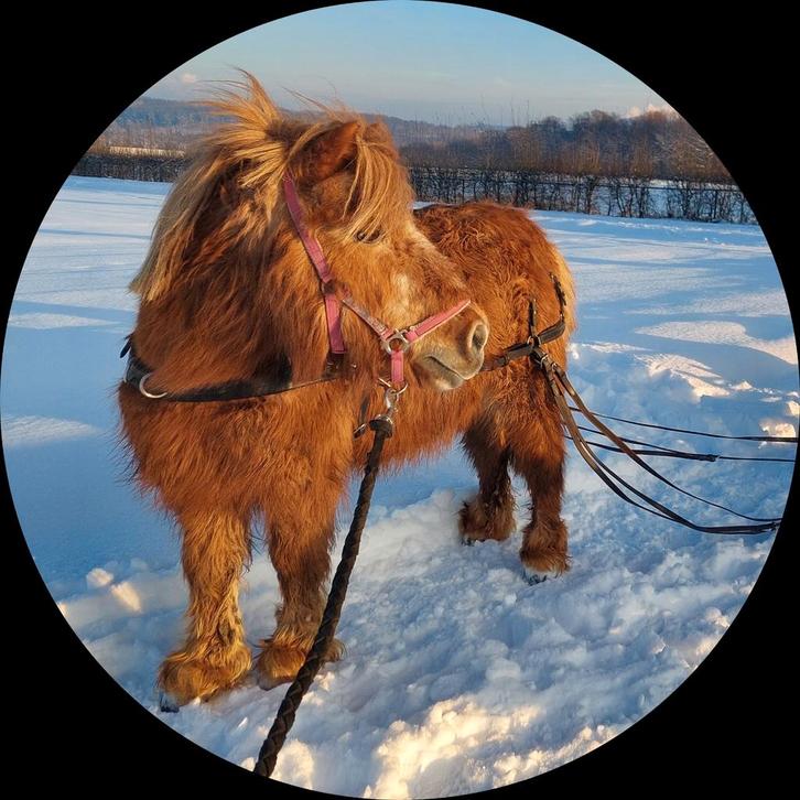 Shetlanders, pony en paard, Dieren en Toebehoren, Pony's