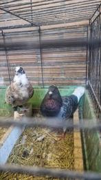 Koppel duiven, Dieren en Toebehoren, Meerdere dieren, Overige soorten