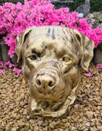 Polyester  rottweiler kop, Ophalen, Gebruikt, Kunststof, Dierenbeeld