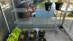 Kweekrek voor bijv in kas, Tuin en Terras, Ophalen, Overige materialen, Overige materialen