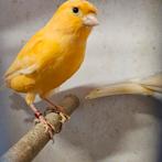 Kanarie man, Dieren en Toebehoren, Vogels | Kanaries, Mannelijk, Kleurkanarie