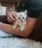 6 lieve snow bengaal kittens, Meerdere dieren, Ontwormd, 0 tot 2 jaar