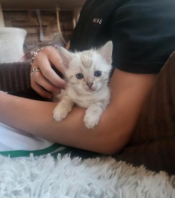 6 lieve snow bengaal kittens beschikbaar voor biedingen