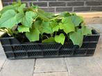 Komkommer planten, Tuin en Terras, Planten | Tuinplanten, Ophalen, Zomer, Overige soorten, Volle zon
