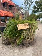 Biologische GRATIS liguster haag, Ophalen, Liguster, Haag, 100 tot 250 cm