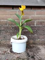 Gele en rode Canna's, Ophalen, Zomer, Overige soorten, Volle zon