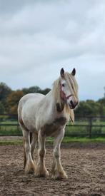 Mega grote ruin zoekt nieuwe plek., Dieren en Toebehoren, Paarden, Ruin, 160 tot 165 cm, Recreatiepaard, 3 tot 6 jaar