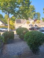 Boompjes, Tuin en Terras, Planten | Bomen, Ophalen, Halfschaduw, Overige soorten, 100 tot 250 cm