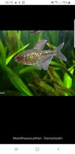 2 mooie Diamanttetra's te koop, Dieren en Toebehoren, Vis