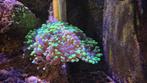 Euphyllia Paraancora
Hamerkoraal, Dieren en Toebehoren, Overige typen, Zoutwatervis