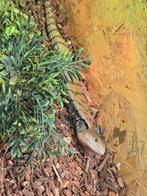 Nakweek 2025 Tiliqua scincoides, Hagedis, 0 tot 2 jaar