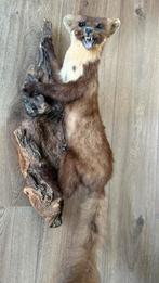 Marter Taxidermie, Verzamelen, Ophalen of Verzenden, Zo goed als nieuw, Overige soorten, Opgezet dier