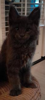 Nog  1 maincoon  kitten tekoop, Dieren en Toebehoren, Katten en Kittens | Raskatten | Langhaar, Kater