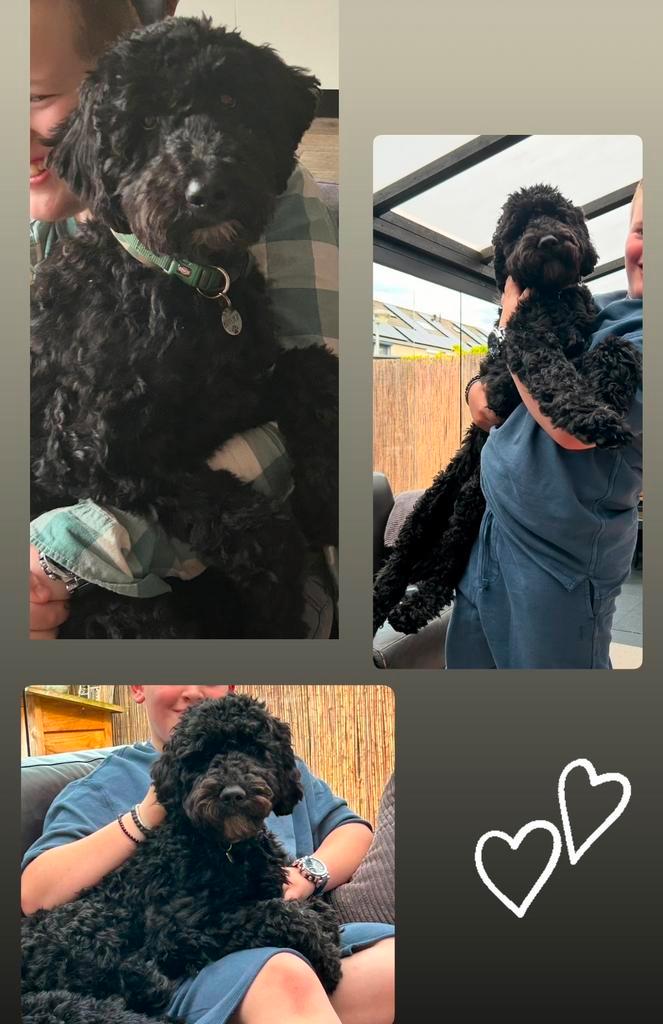 Labradoodle Dekreu 🐾, Dieren en Toebehoren, Honden | Dekreuen, Reu, Particulier, Eén hond, Nederland, 1 tot 2 jaar, CDV (hondenziekte)