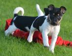 Jack russell pups zeer sociaal in huis opgevoed, Dieren en Toebehoren, Jack Russell Terriër, 8 tot 15 weken, CDV (hondenziekte)
