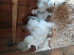 Jonge zijdehoen haan, Dieren en Toebehoren, Mannelijk, Kip