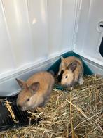 Nederlandse hangoordwerg baby konijntjes, Meerdere dieren, Dwerg, 0 tot 2 jaar, Hangoor