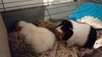 Gezocht cavia zeugjes, Januari, Meerdere dieren