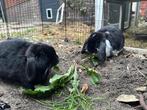 Dwerg hangoorkonijntjes, Dieren en Toebehoren, Ophalen, Gebruikt, 60 tot 90 cm, Konijn