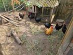 9 kippen en 1 haan, Dieren en Toebehoren, Pluimvee, Meerdere dieren, Kip