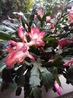 Unieke Lidcactus met DRIEKLEURIGE Bloemen in Witte Bloempot, Huis en Inrichting, Ophalen, Halfschaduw, In pot, Minder dan 100 cm