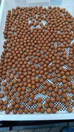 hot tijgernoot premium boilie s, Ophalen of Verzenden, Nieuw, Overige typen