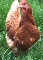 Mooie jonge legkippen/hennen, Dieren en Toebehoren, Pluimvee, Vrouwelijk, Kip