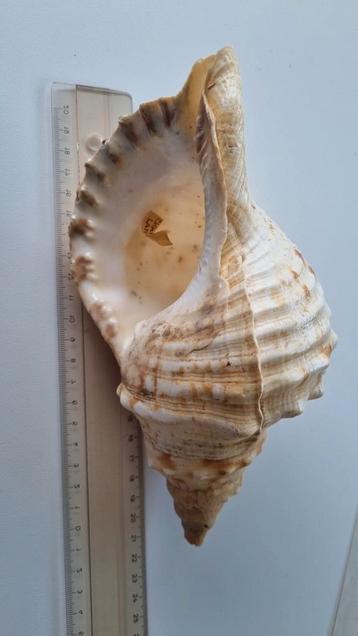 schelp: Chatonia Lampas  ca 21 cm beschikbaar voor biedingen